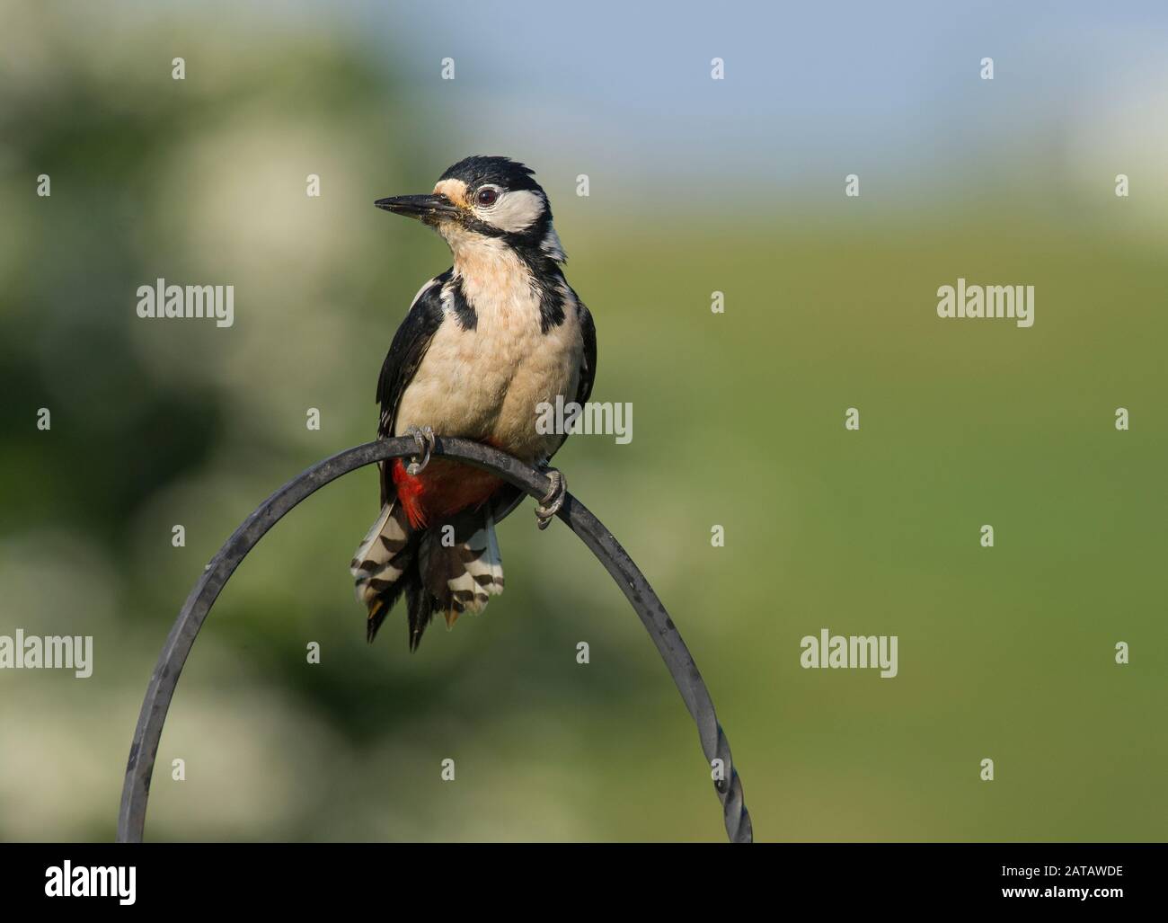 Super pic à pois, Dendrocopos Major, perché sur le gardiou, Royaume-Uni Banque D'Images