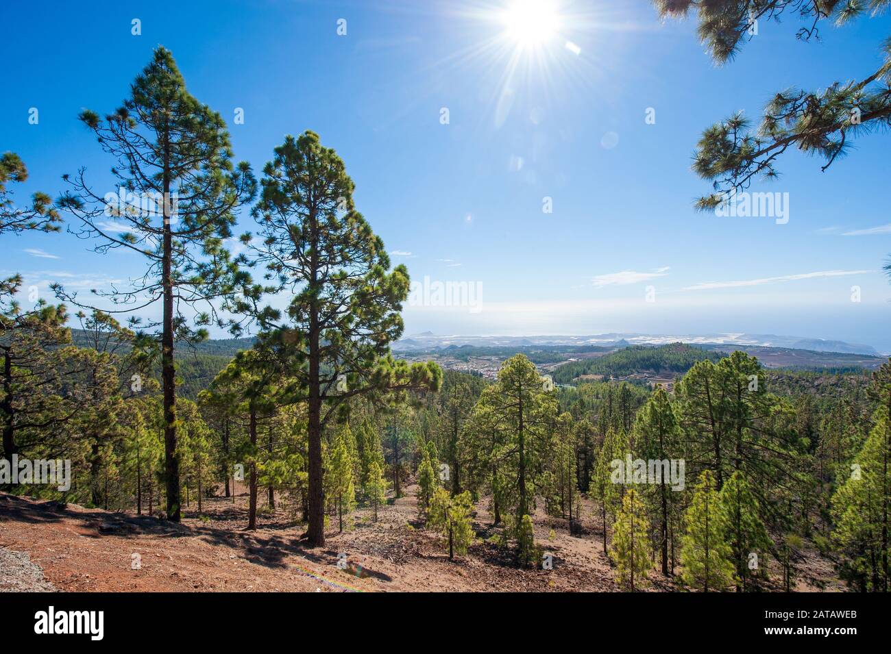 Belle nature et forêt sur le site du nord de l'île des Canaries Tenerife. Banque D'Images