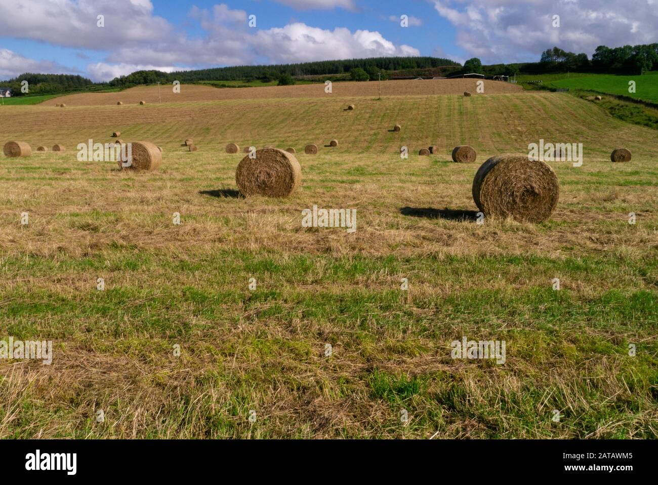 Balles d'ensilage de foin dans un champ de fin d'été sur une ferme près de Culloden Inverness-shire Scotland UK Banque D'Images