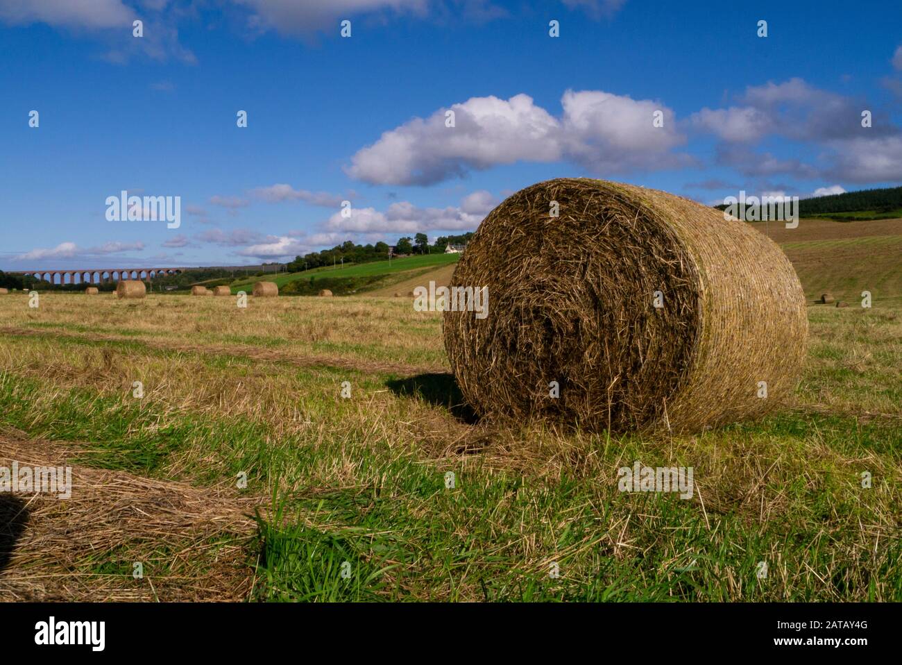Balles d'ensilage de foin dans un champ de fin d'été sur une ferme près de Culloden Inverness-shire Scotland UK Banque D'Images