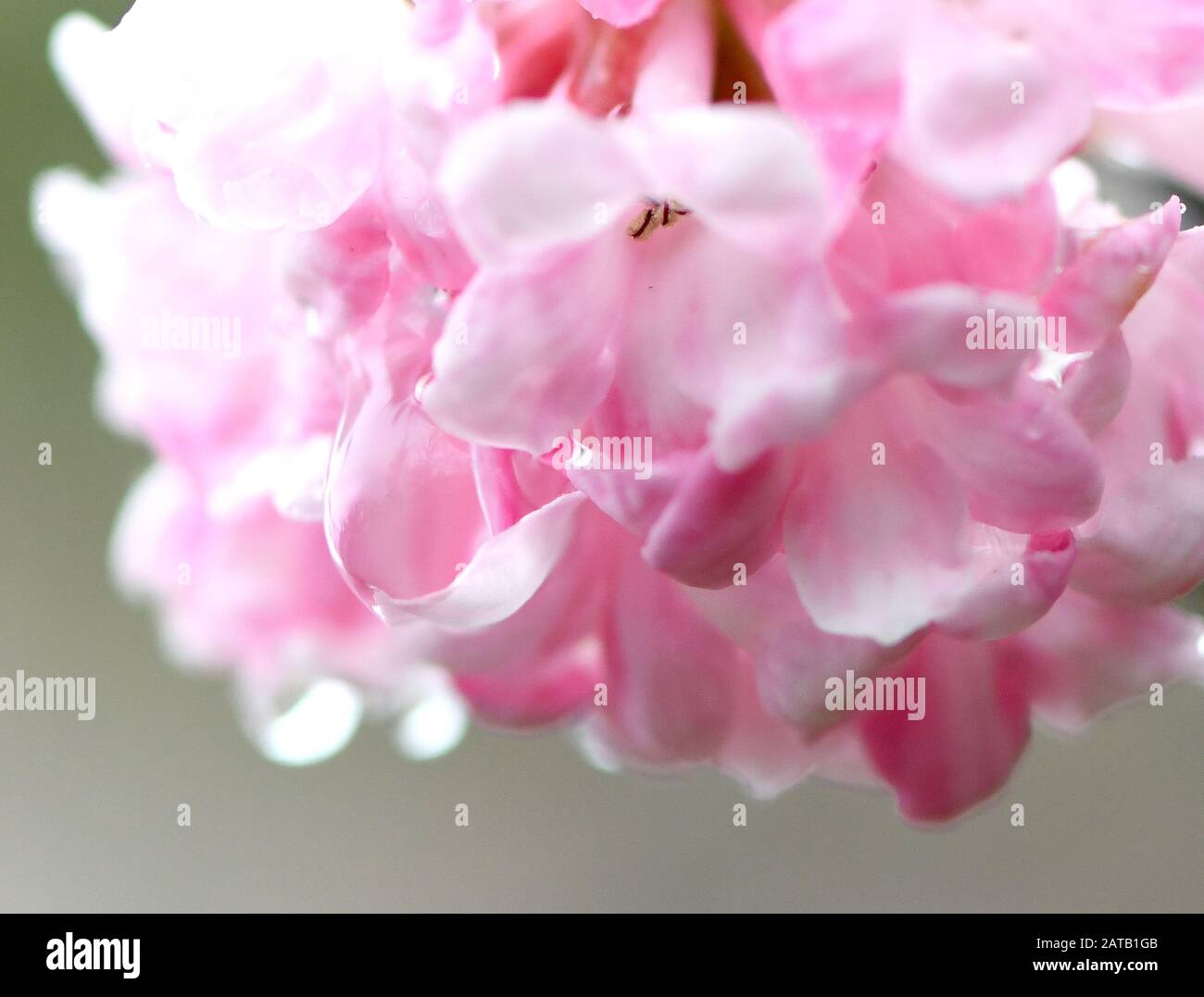 Bonn, Allemagne. 01 février 2020. Des gouttes d'eau pendent des fleurs roses d'un lilas. Crédit : Caroline Seidel/Dpa/Alay Live News Banque D'Images