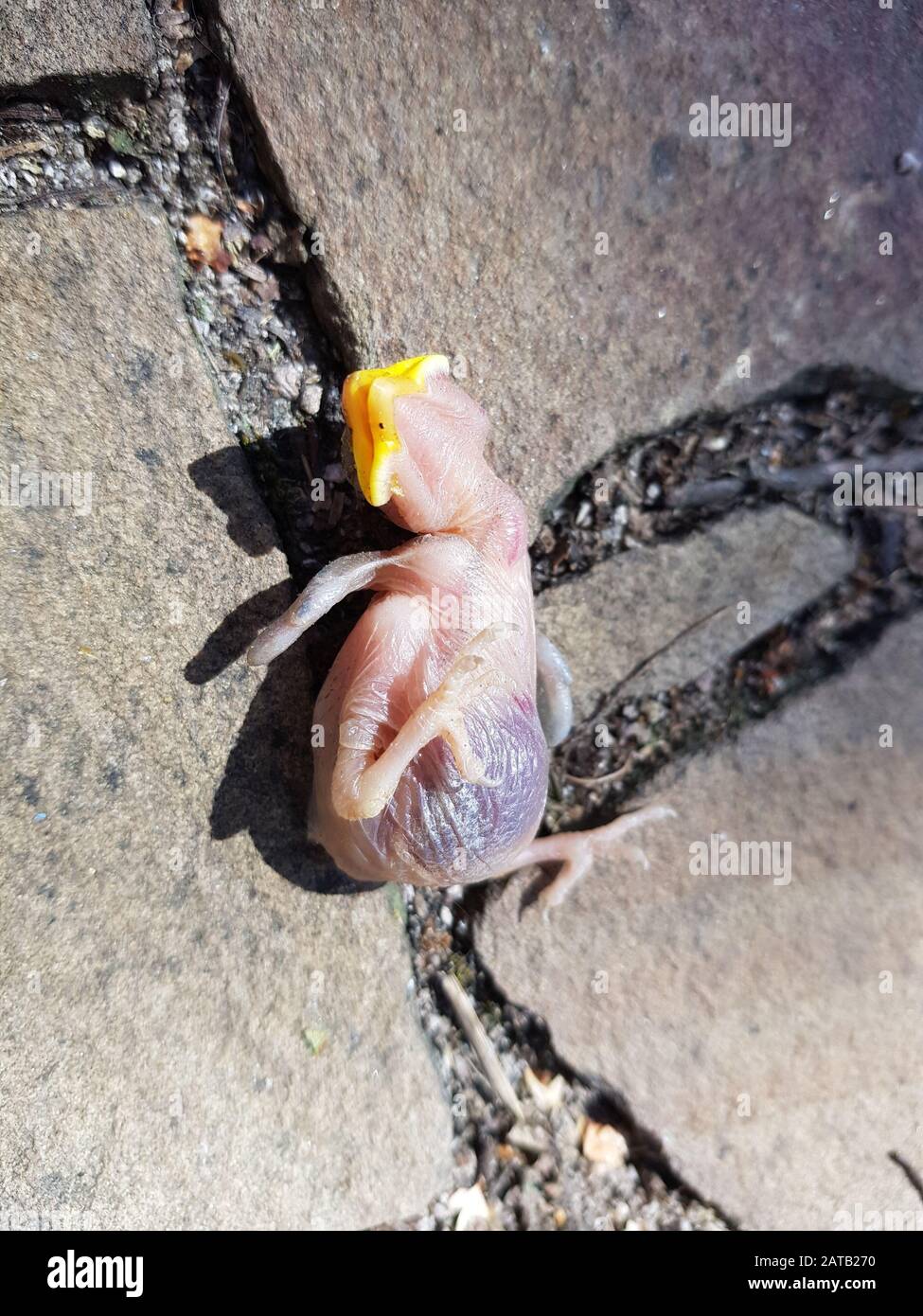 Malheur Bird Banque D Image Et Photos Alamy