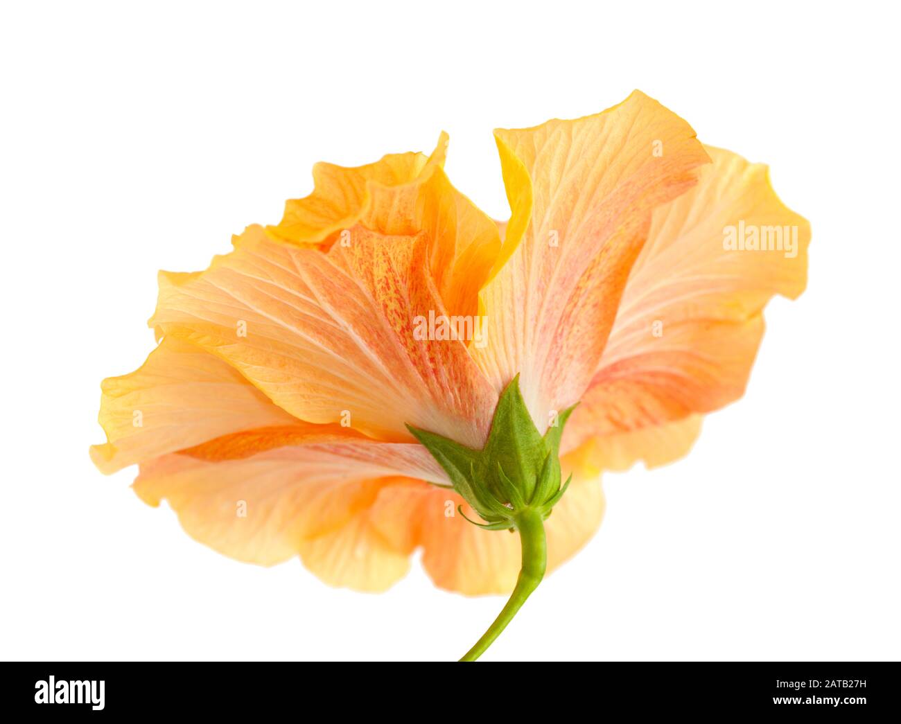 un grand hibiscus double orange isolé sur fond blanc Banque D'Images