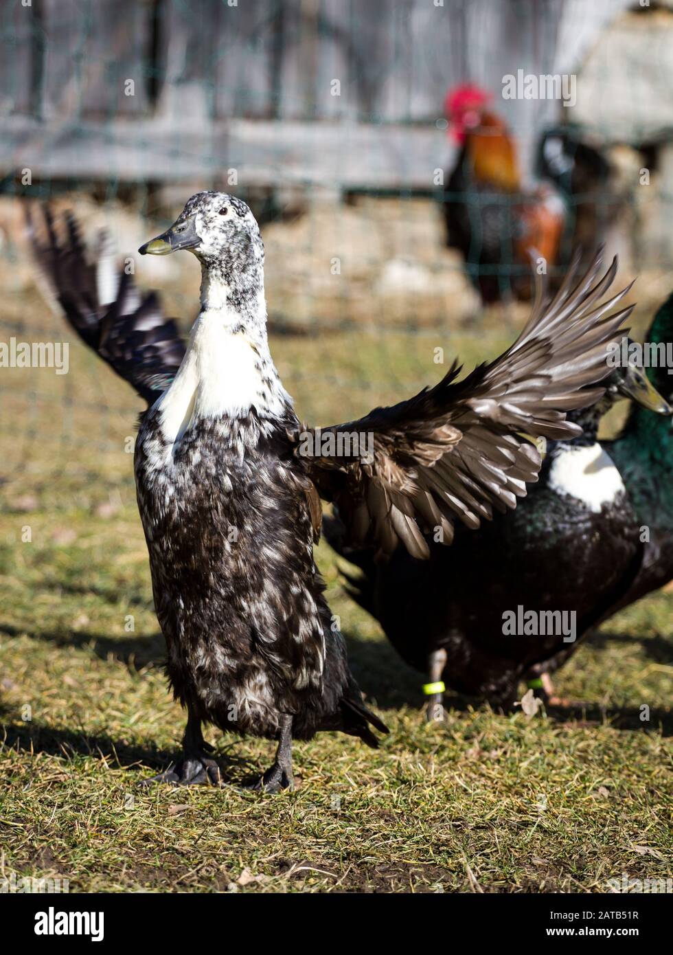 Canard à portée libre avec ailes Banque D'Images