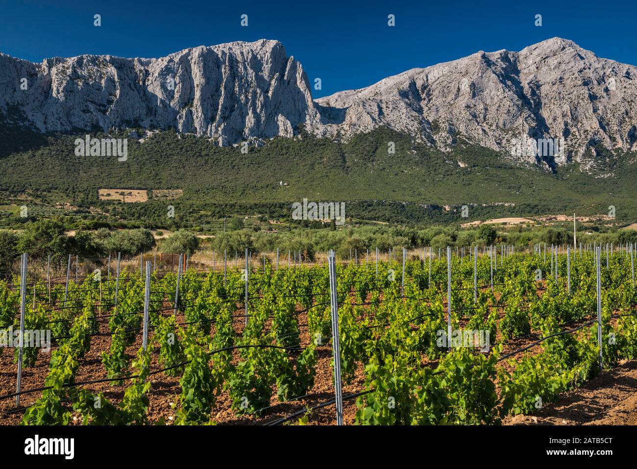 Punta Cusidore (à gauche), Punta Sos Nidos (à droite) dans le massif du Supramonte, sur le vignoble, vue près d'Oliena, province de Nuoro, Sardaigne, Italie Banque D'Images