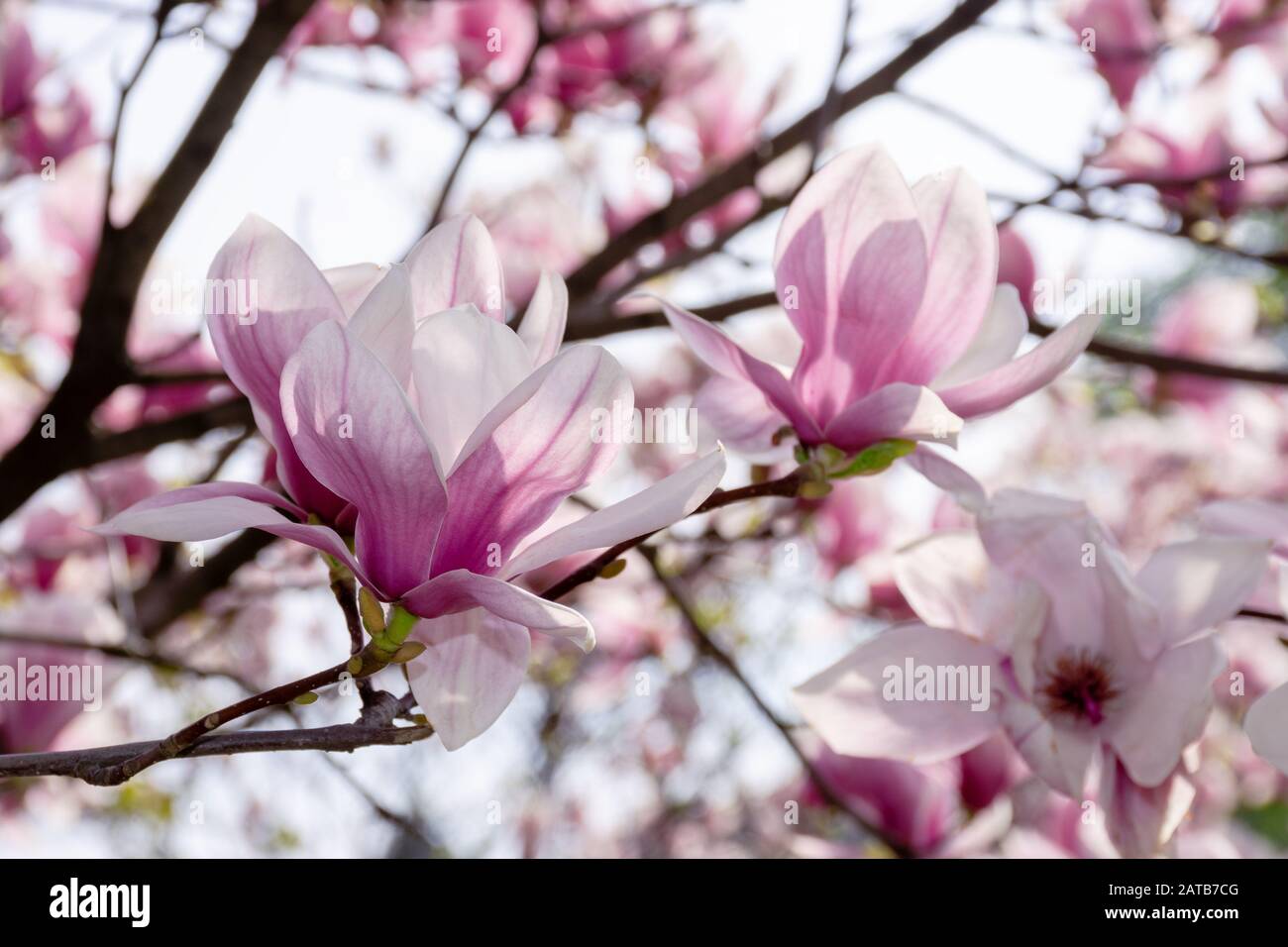 Fleur de magnolia rose. grande floraison sur les brindilles dans la lumière du soleil. La saison du printemps dans le jardin. Chambres de fond ornemental Banque D'Images