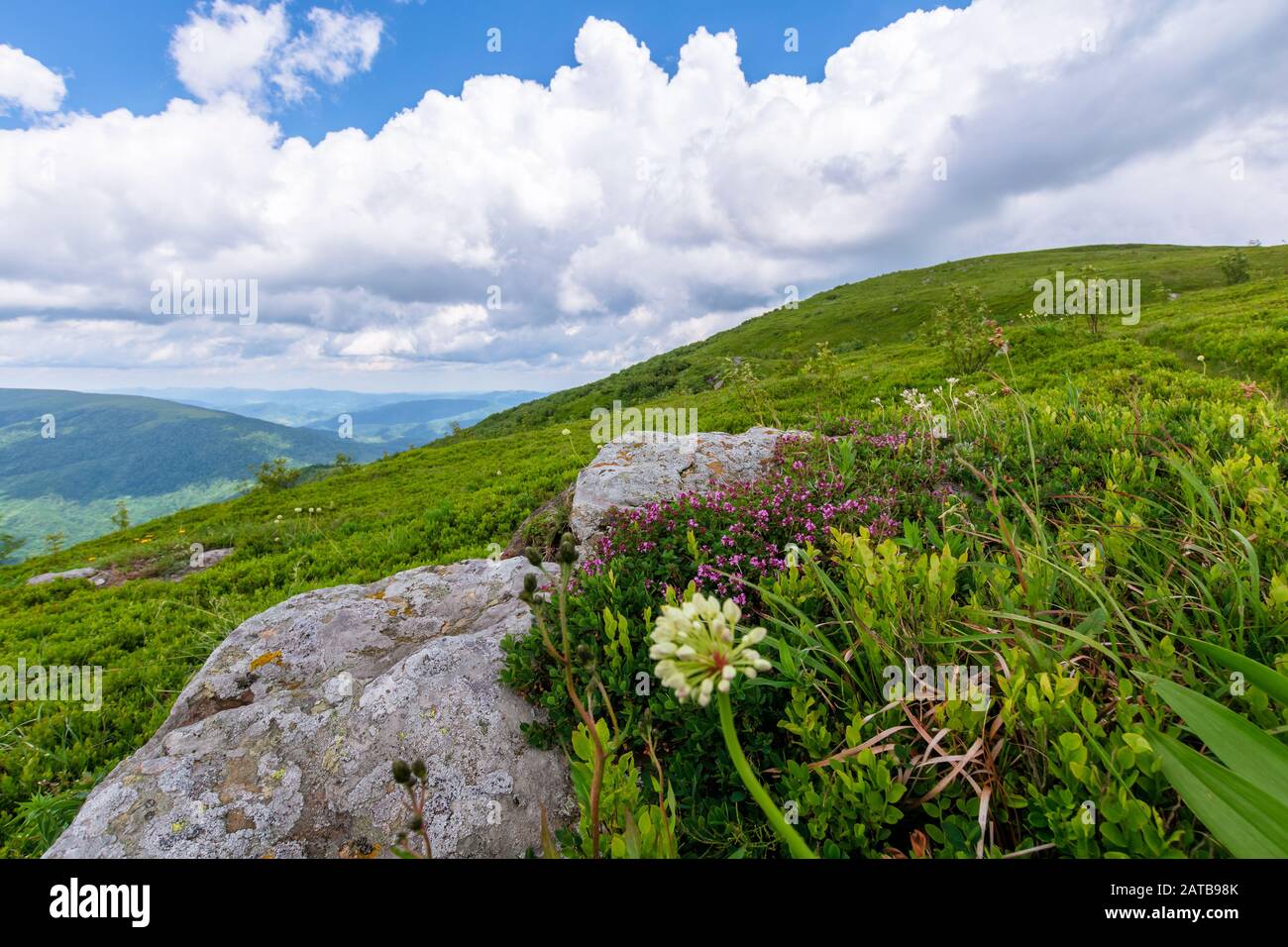 Plantes et fleurs sauvages sur la colline. belle nature paysages de prairies herbeuses alpine dans les Carpates. En été, avec ciel nuageux Banque D'Images