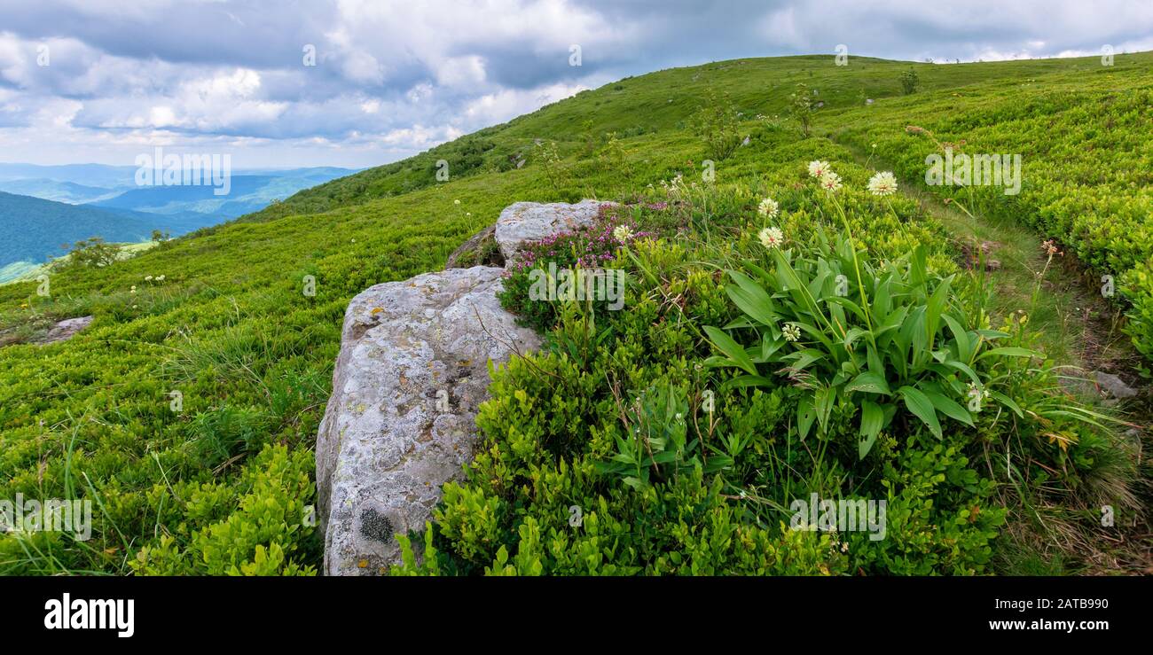 Plantes et fleurs sauvages sur la colline. belle nature paysages de prairies herbeuses alpine dans les Carpates. En été, avec ciel nuageux Banque D'Images