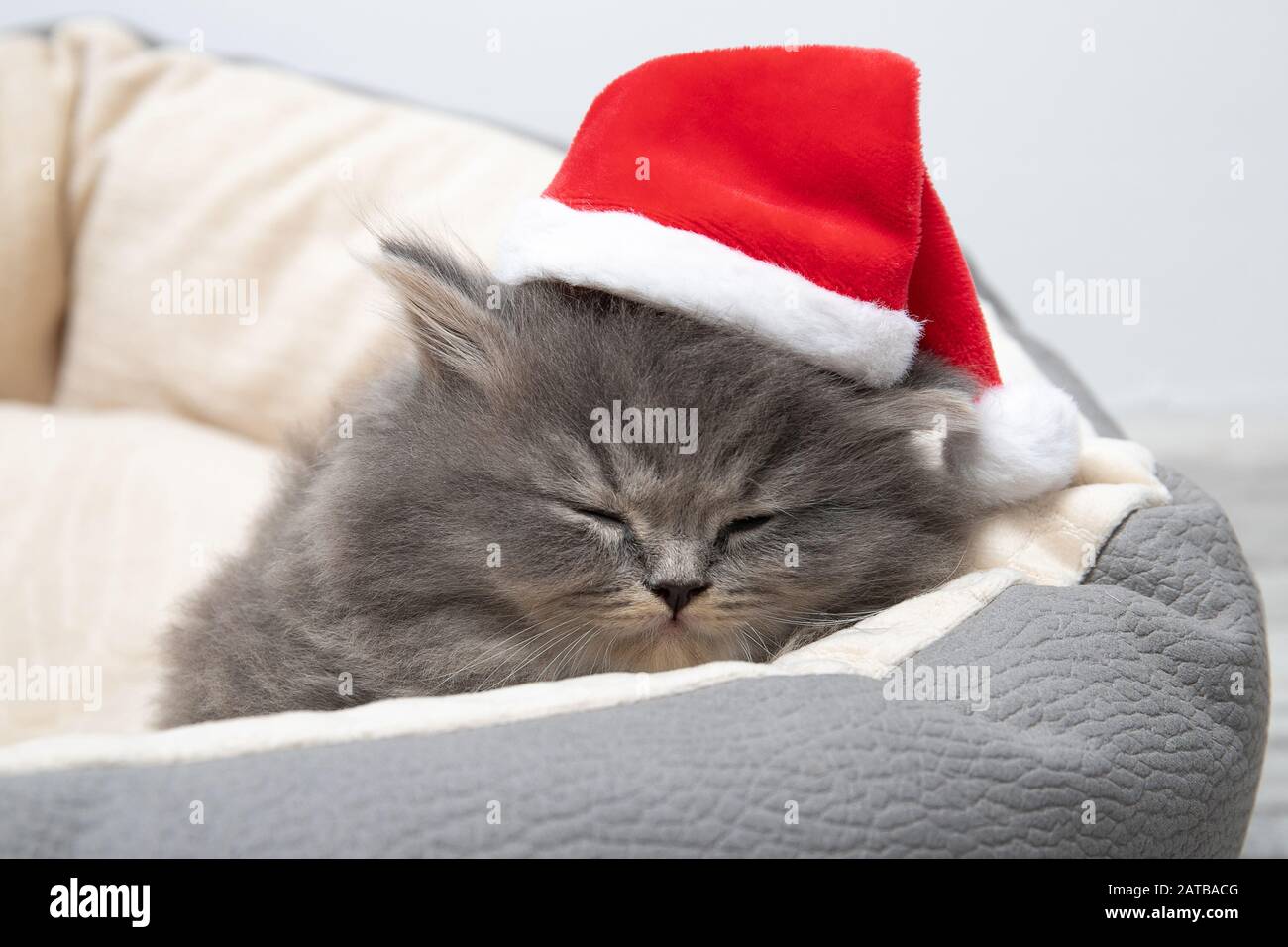 Magnifique chaton noir dans le chapeau du père noël Banque D'Images