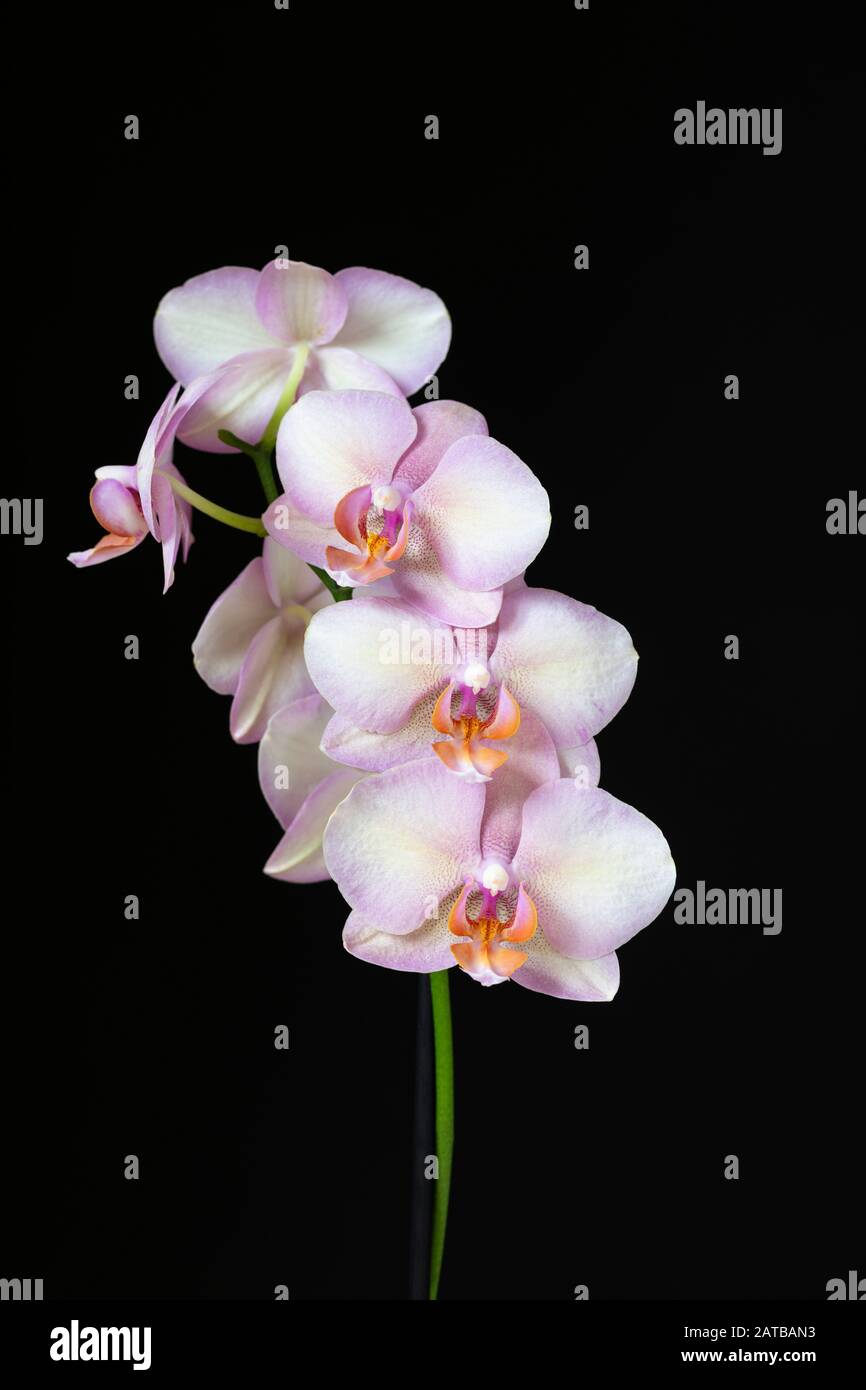 Photo macro d'une Orchidée de Phalaenopsis rose (Orchid de Moth) isolée sur fond noir, Royaume-Uni Banque D'Images