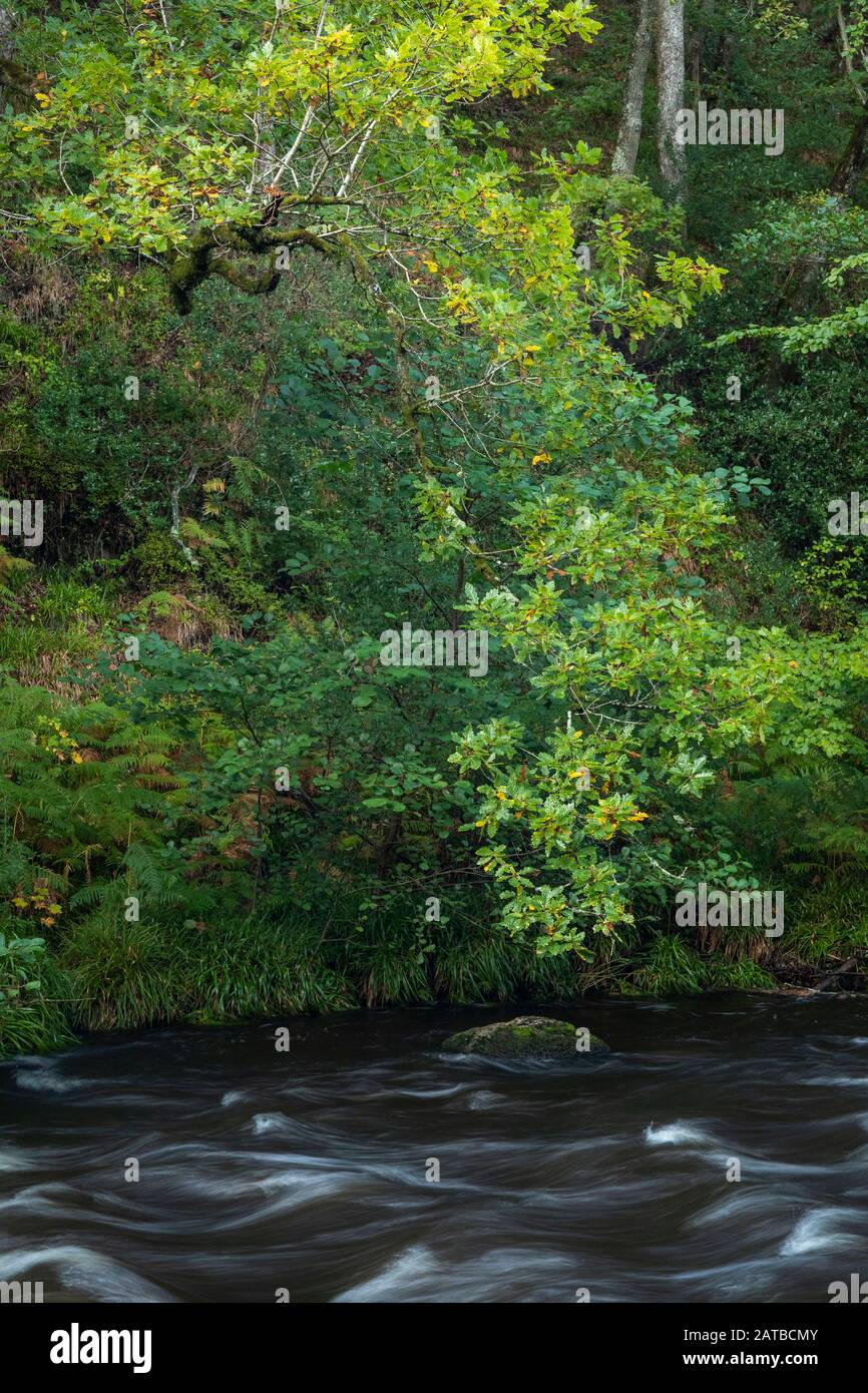 Des arbres sur la rive de la rivière Teign à Fingle Bridge sur Dartmoor National Park au début de l'automne Banque D'Images