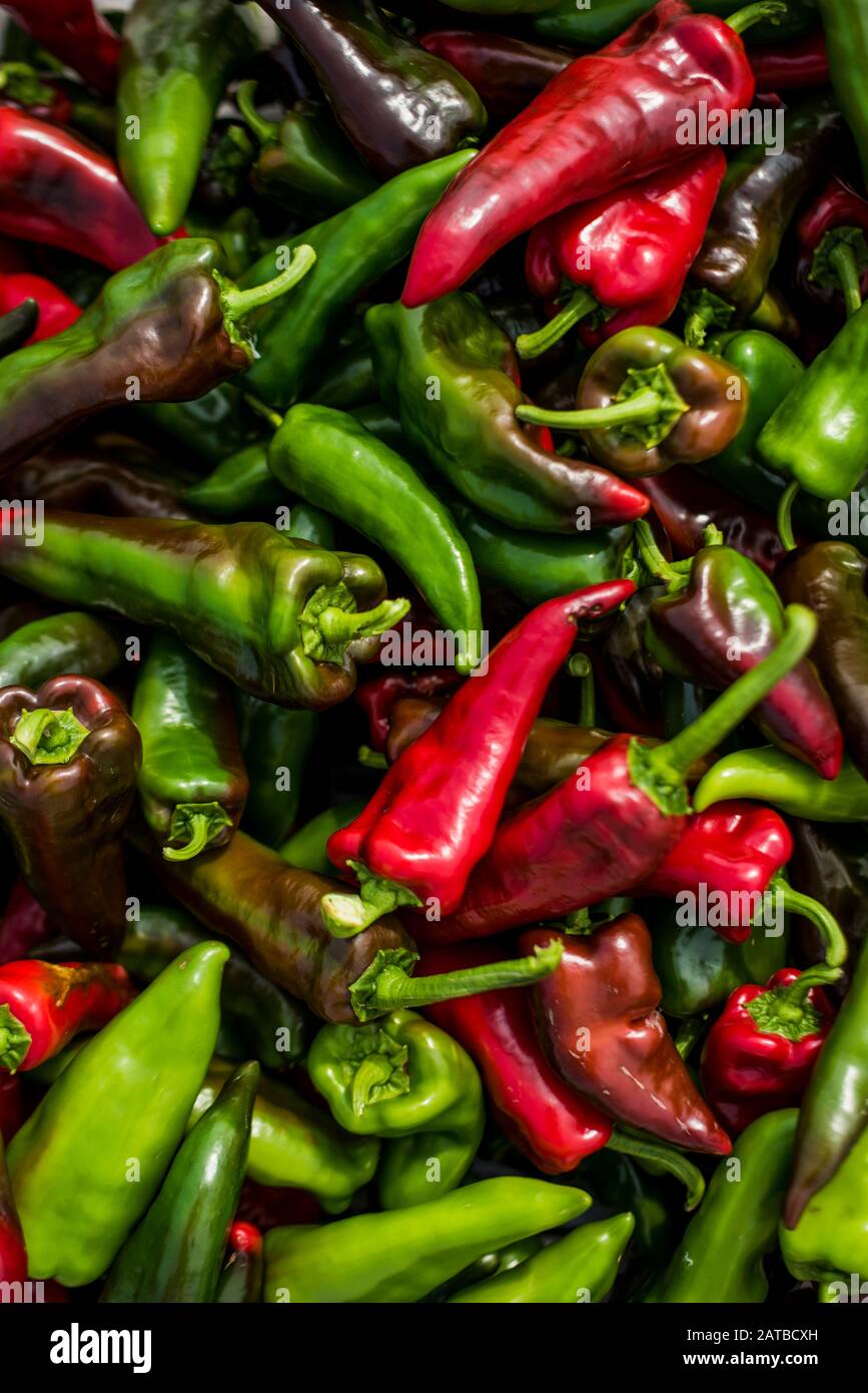 Gros plan des poivrons de Poblano récoltés Banque D'Images