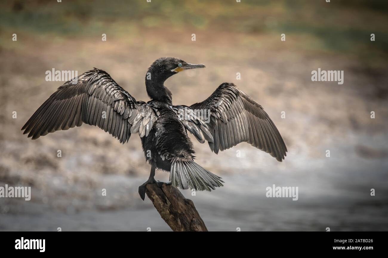 Homme anhinga cormorant, Costa Rica Banque D'Images
