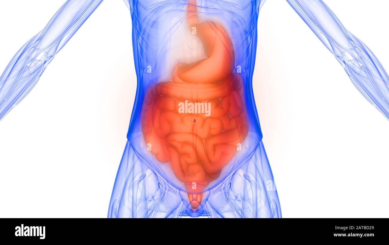 Les organes internes de l'anatomie du système digestif Banque D'Images