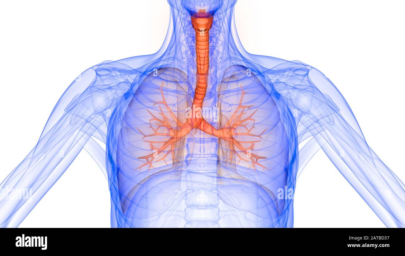 Poumons fait partie de l'anatomie du système respiratoire humain. 3D Banque D'Images