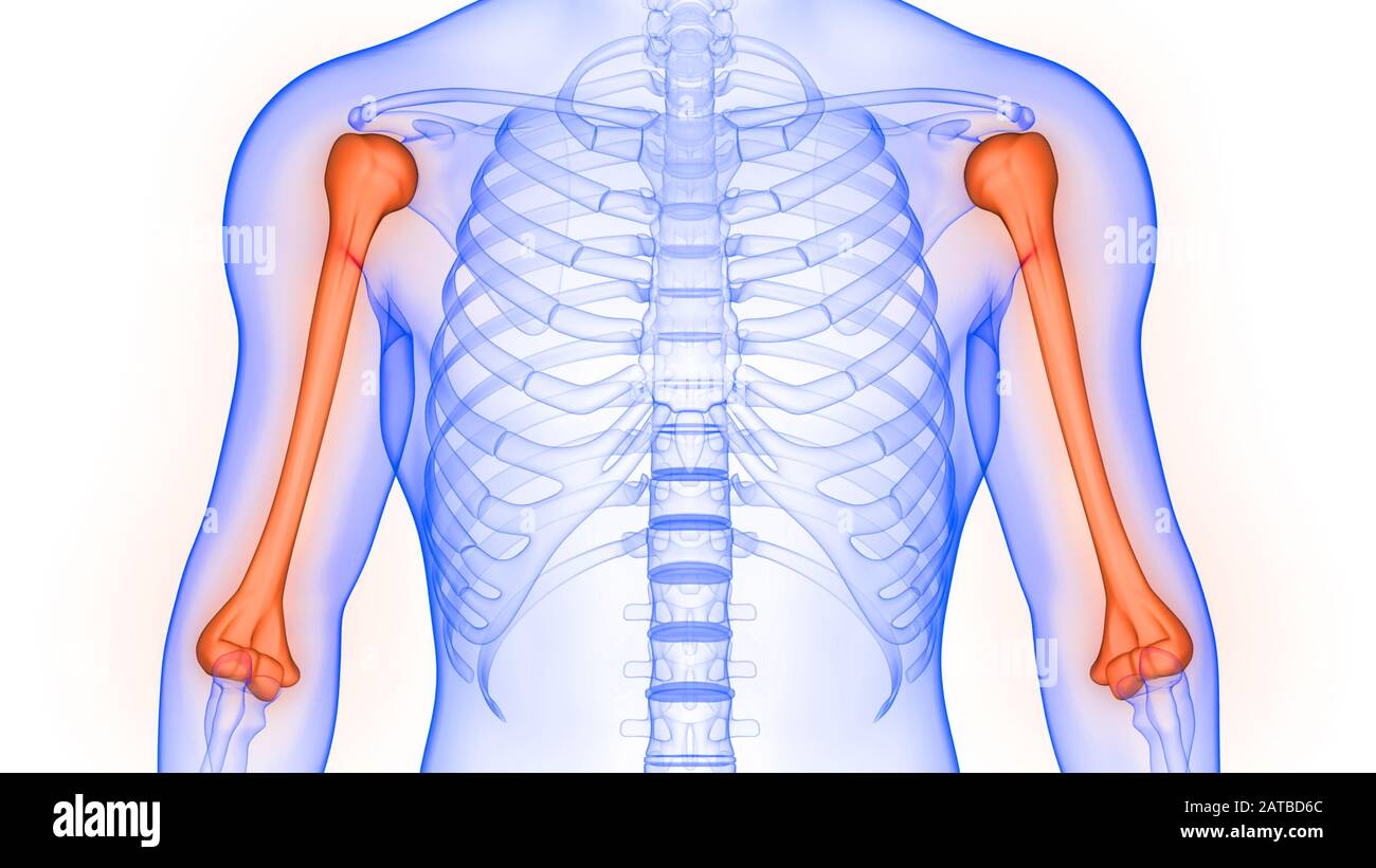 Système de squelette humain articulations osseuses humérus anatomie rendu 3D. Banque D'Images