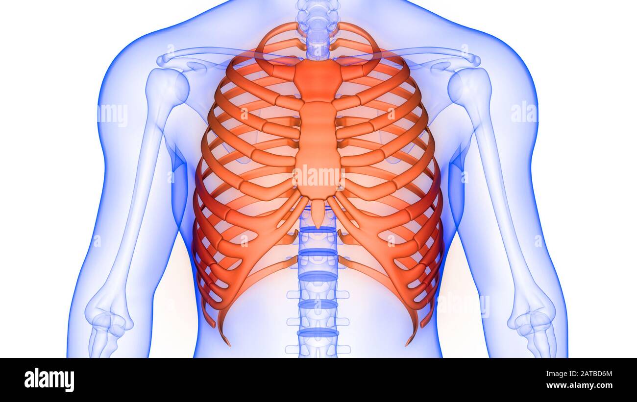 Système de squelette humain structure nervurée articulations osseuses anatomie rendu 3D des rayons X. Banque D'Images