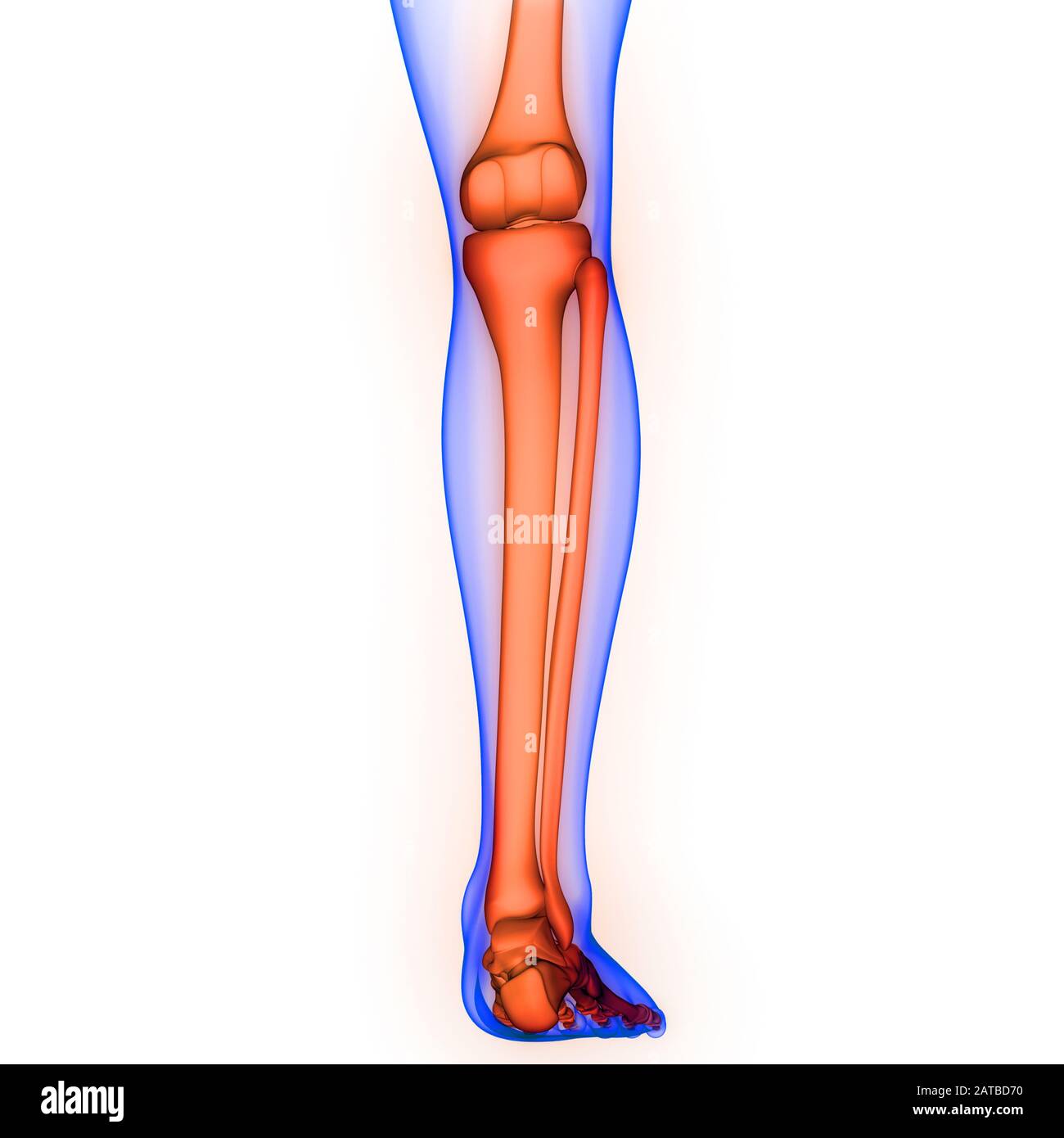 Système de squelette humain douleurs articulaires osseuses de jambe Anatomie. 3D Banque D'Images