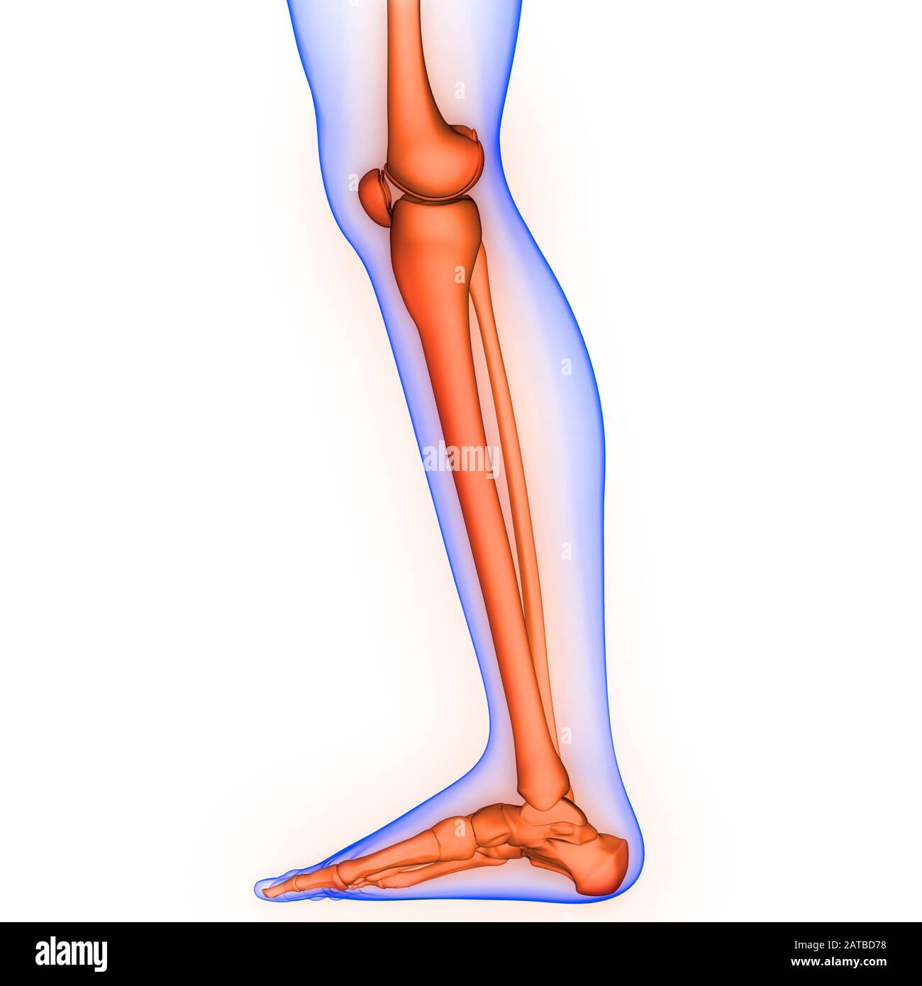 Système de squelette humain douleurs articulaires osseuses de jambe Anatomie. 3D Banque D'Images