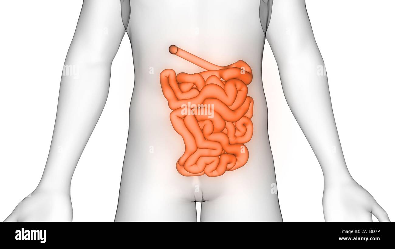 Les organes internes de l'anatomie du système digestif Banque D'Images