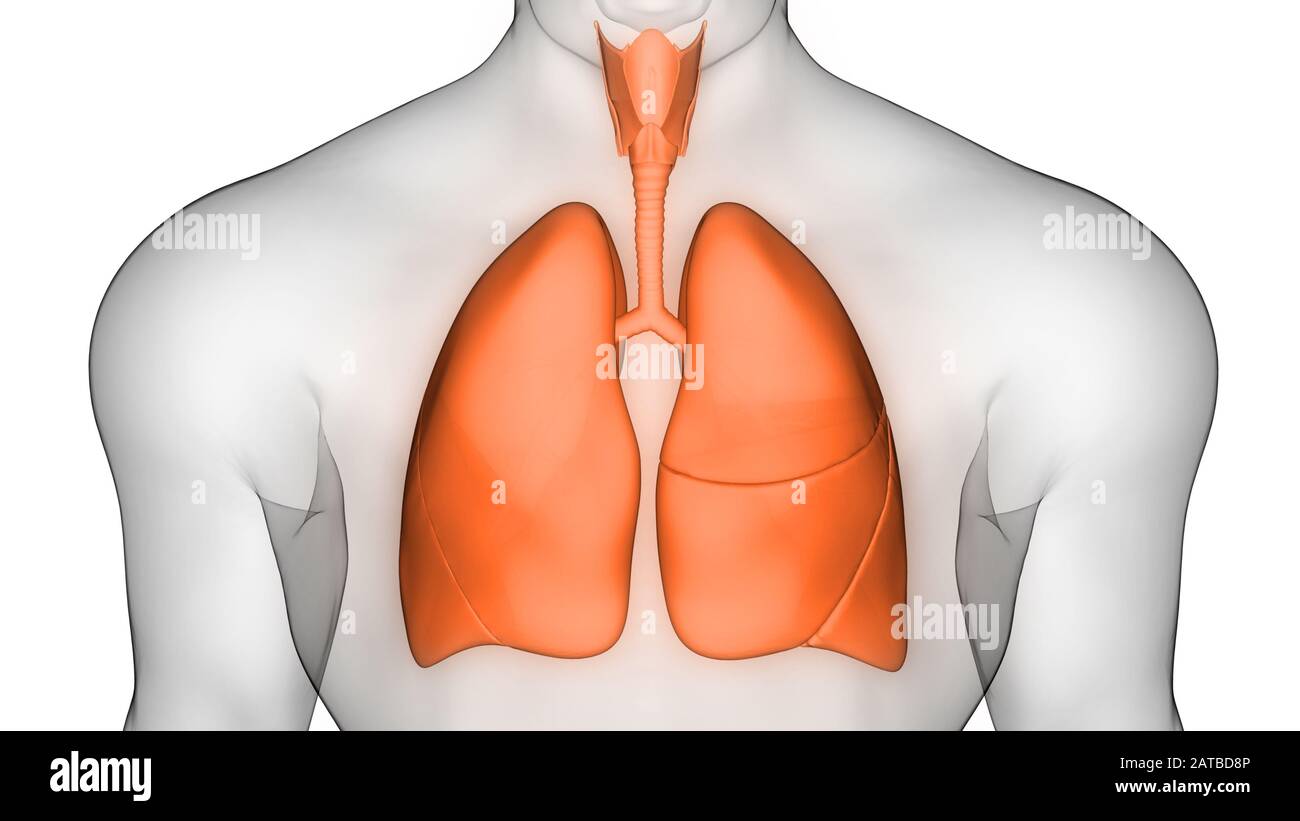 Poumons fait partie de l'anatomie du système respiratoire humain. 3D Banque D'Images