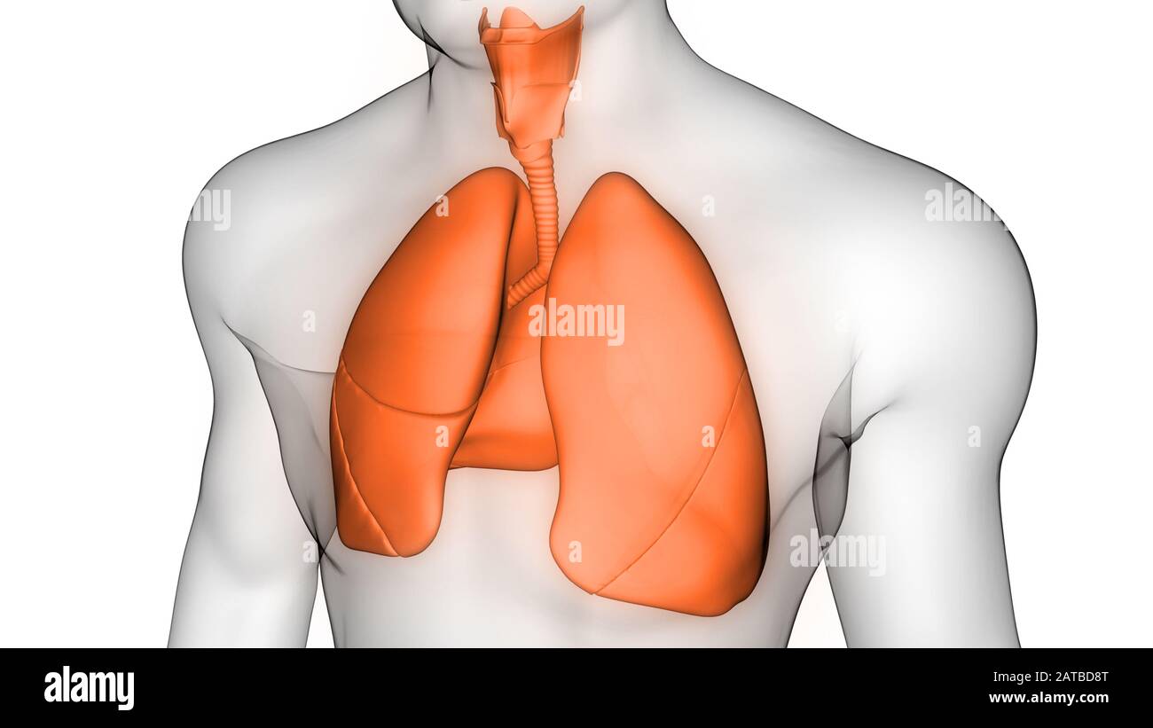 Poumons fait partie de l'anatomie du système respiratoire humain. 3D Banque D'Images