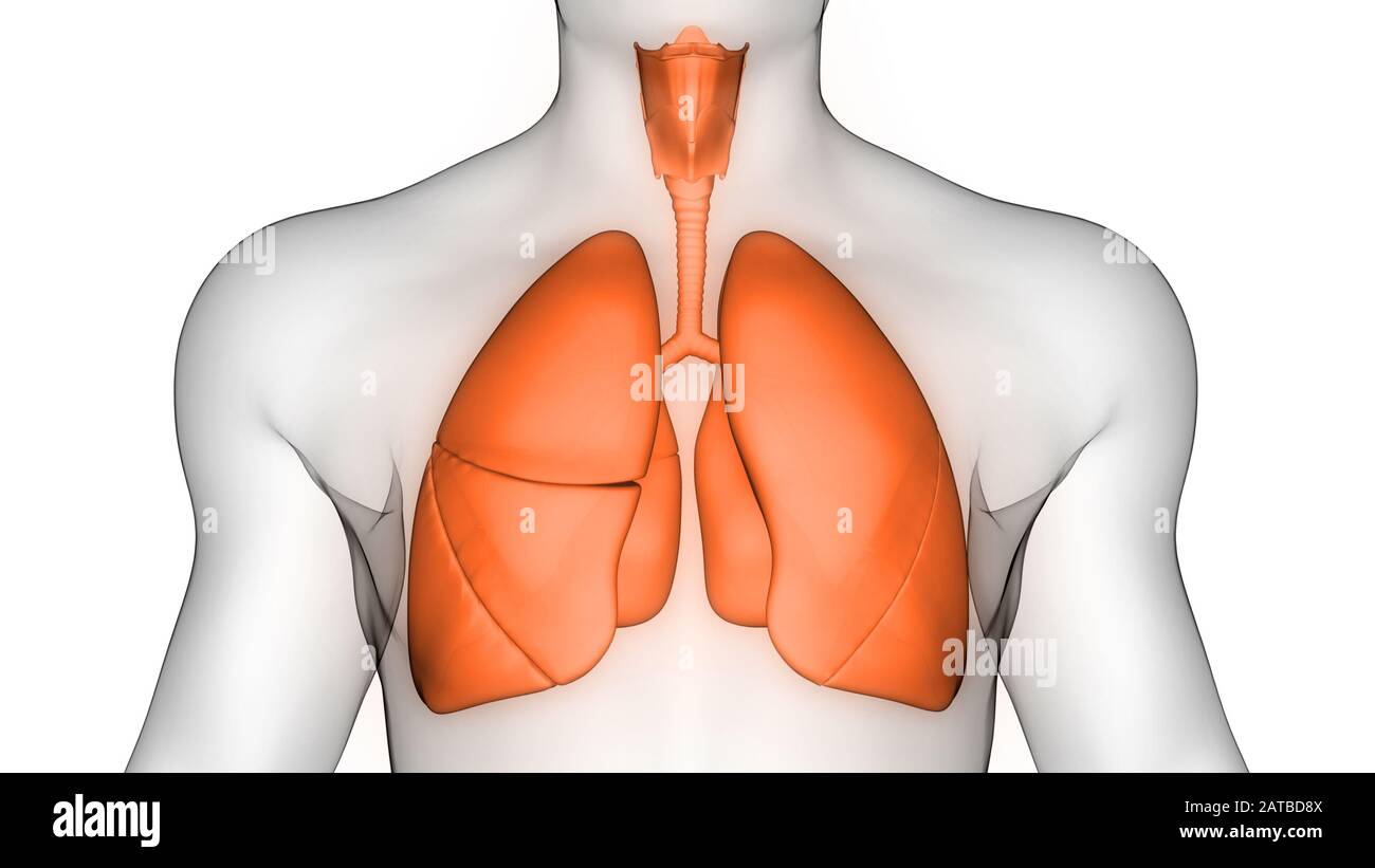 Poumons fait partie de l'anatomie du système respiratoire humain. 3D Banque D'Images