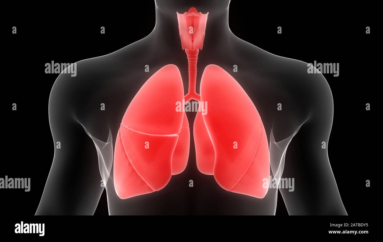 Poumons une partie du système respiratoire humain Anatomy X-ray 3D rendu Banque D'Images