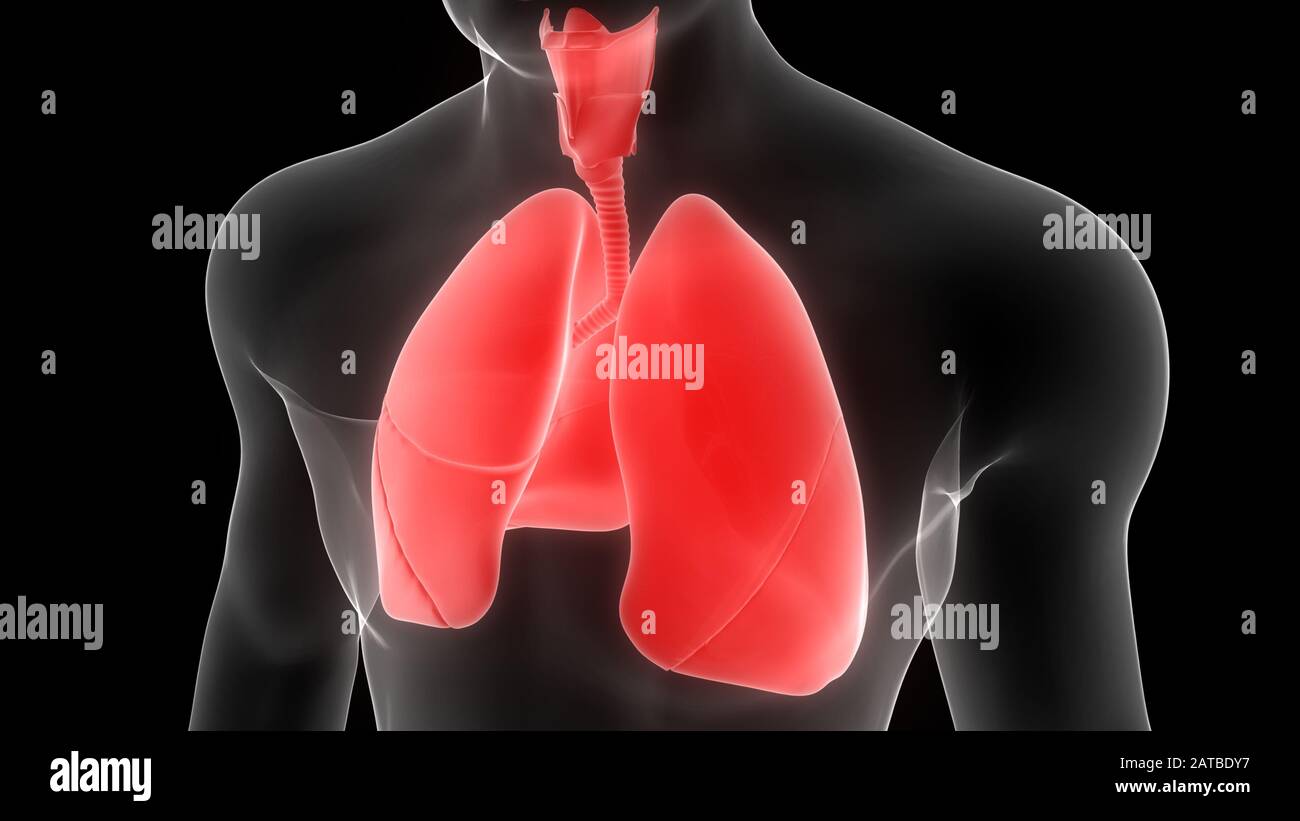 Poumons une partie du système respiratoire humain Anatomy X-ray 3D rendu Banque D'Images