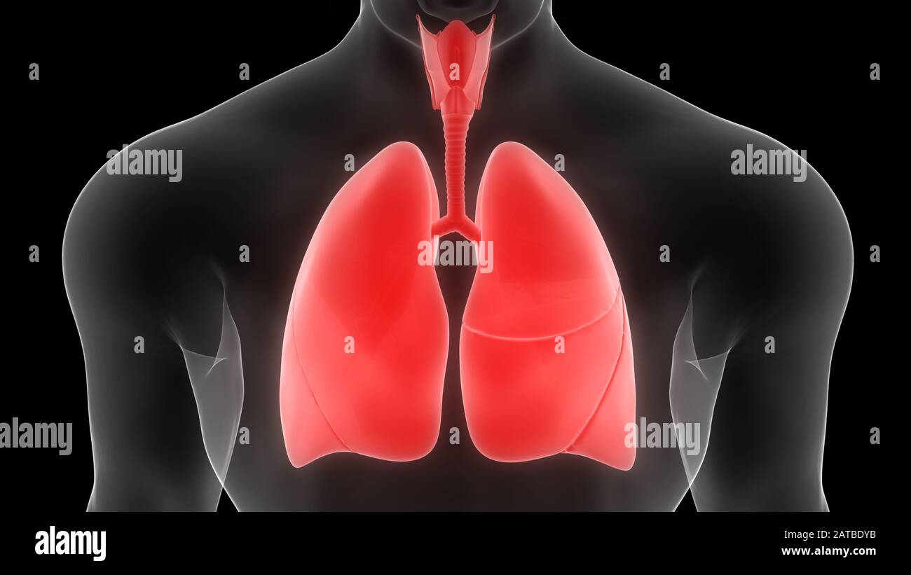 Poumons une partie du système respiratoire humain Anatomy X-ray 3D rendu Banque D'Images