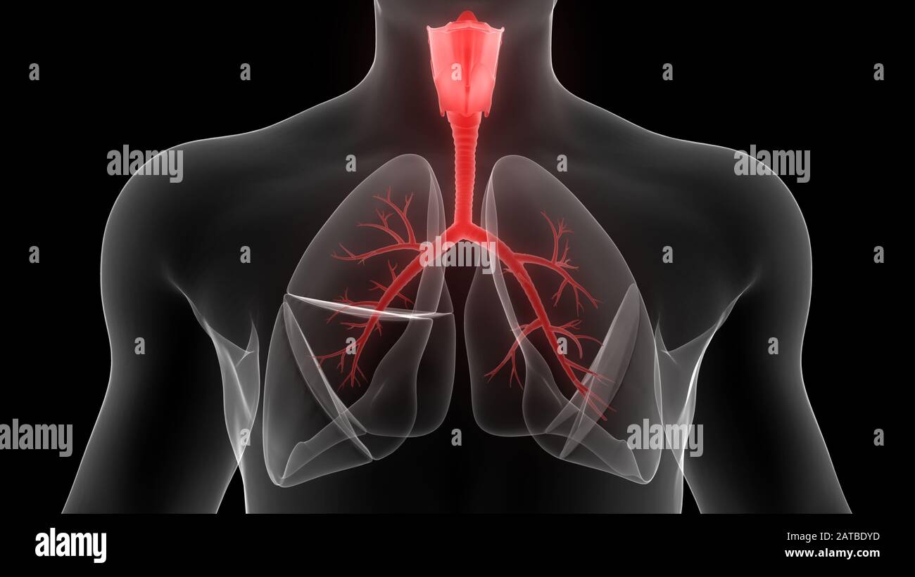 Poumons fait partie de l'anatomie du système respiratoire humain. 3D Banque D'Images