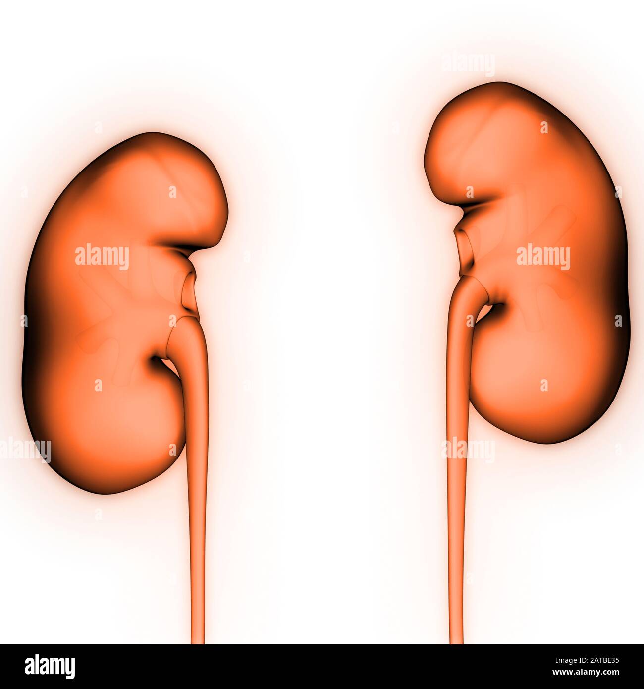 Organes internes humains système urinaire Anatomy rendu 3d Banque D'Images