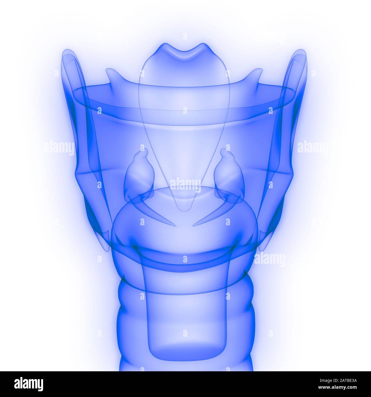 Organes internes humains larynx Anatomie rendu 3D par rayons X. Banque D'Images