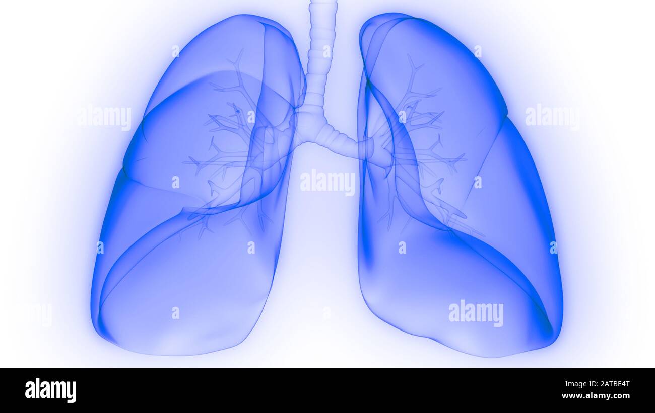 Poumons une partie du système respiratoire humain Anatomy X-ray 3D rendu Banque D'Images