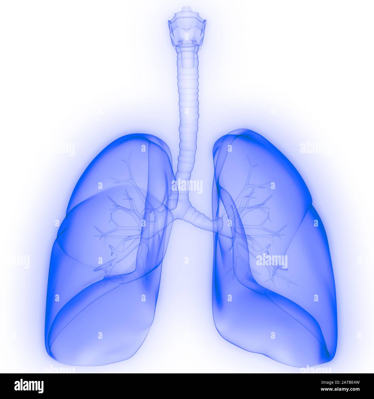 Poumons une partie du système respiratoire humain Anatomy X-ray 3D rendu Banque D'Images