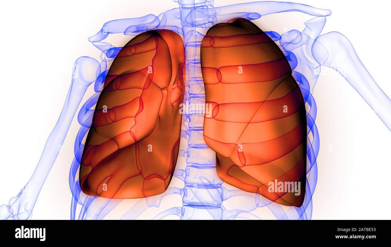 Poumons une partie du système respiratoire humain Anatomy X-ray 3D rendu Banque D'Images