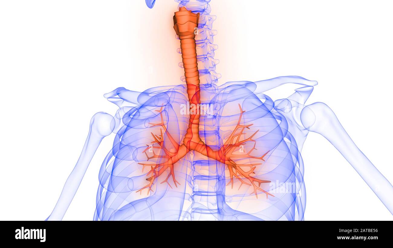 Poumons une partie du système respiratoire humain Anatomy X-ray 3D rendu Banque D'Images