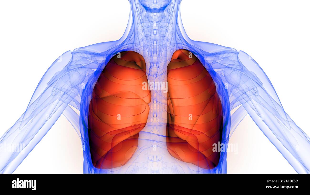 Poumons une partie du système respiratoire humain Anatomy X-ray 3D rendu Banque D'Images
