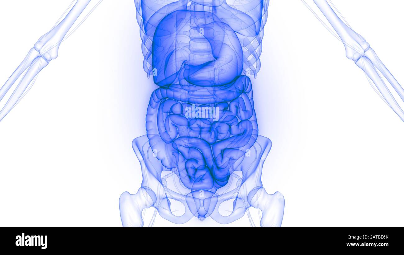 Organes internes humains système digestif Anatomie. 3D Banque D'Images