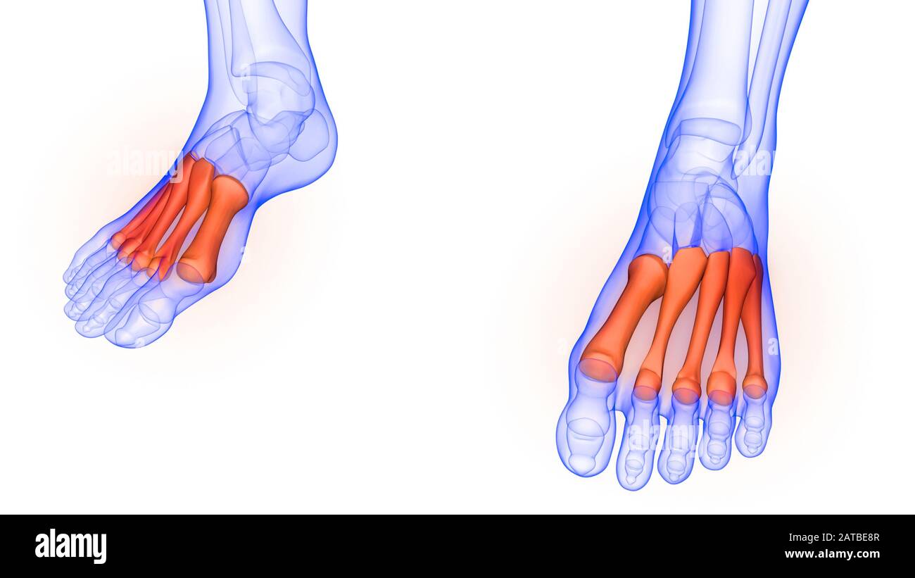 Articulations osseuses des pieds de l'anatomie du système de squelette humain Banque D'Images