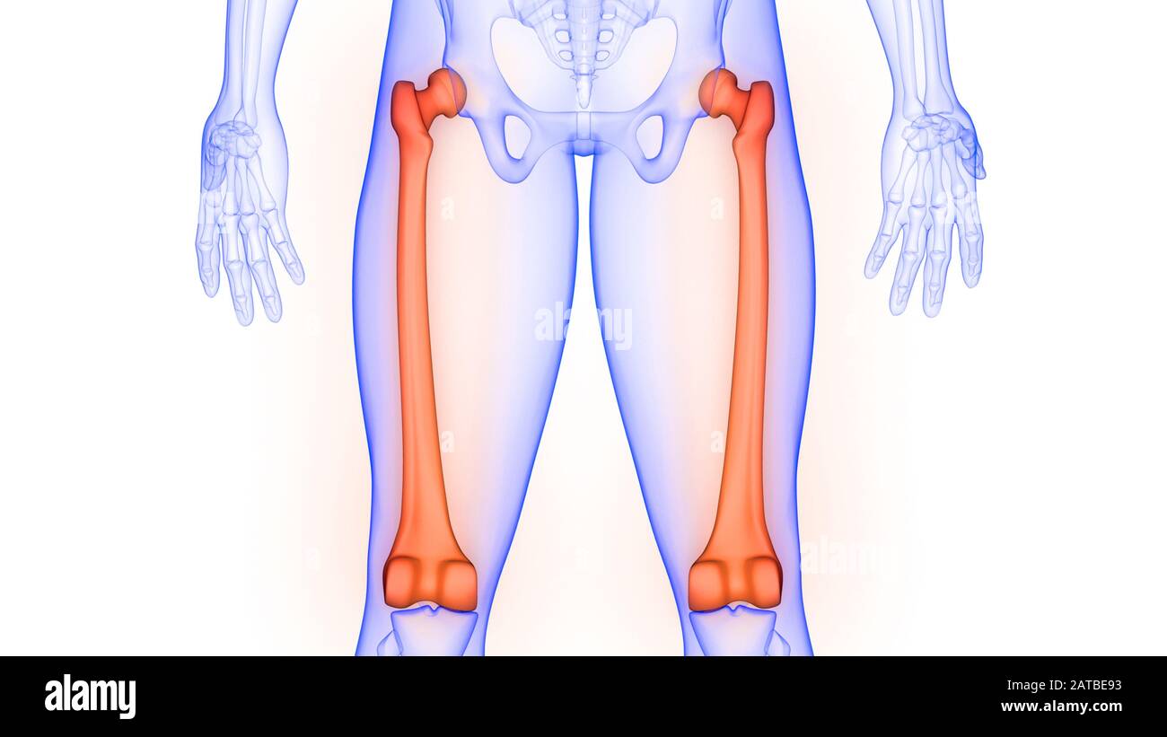 Articulations osseuses du fémur de l'anatomie du système de squelette humain Banque D'Images