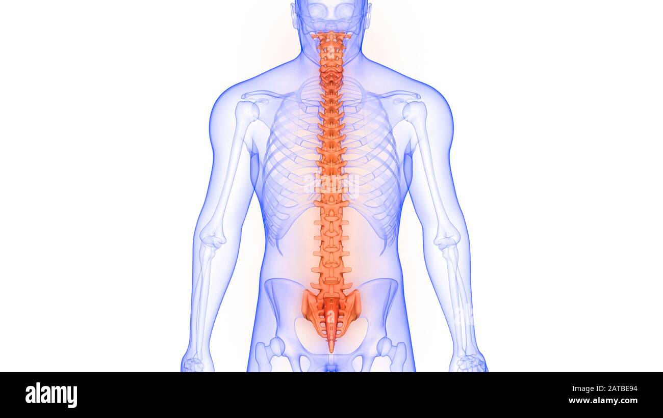 Colonne vertébrale du rendu 3D de l'anatomie du squelette humain Banque D'Images