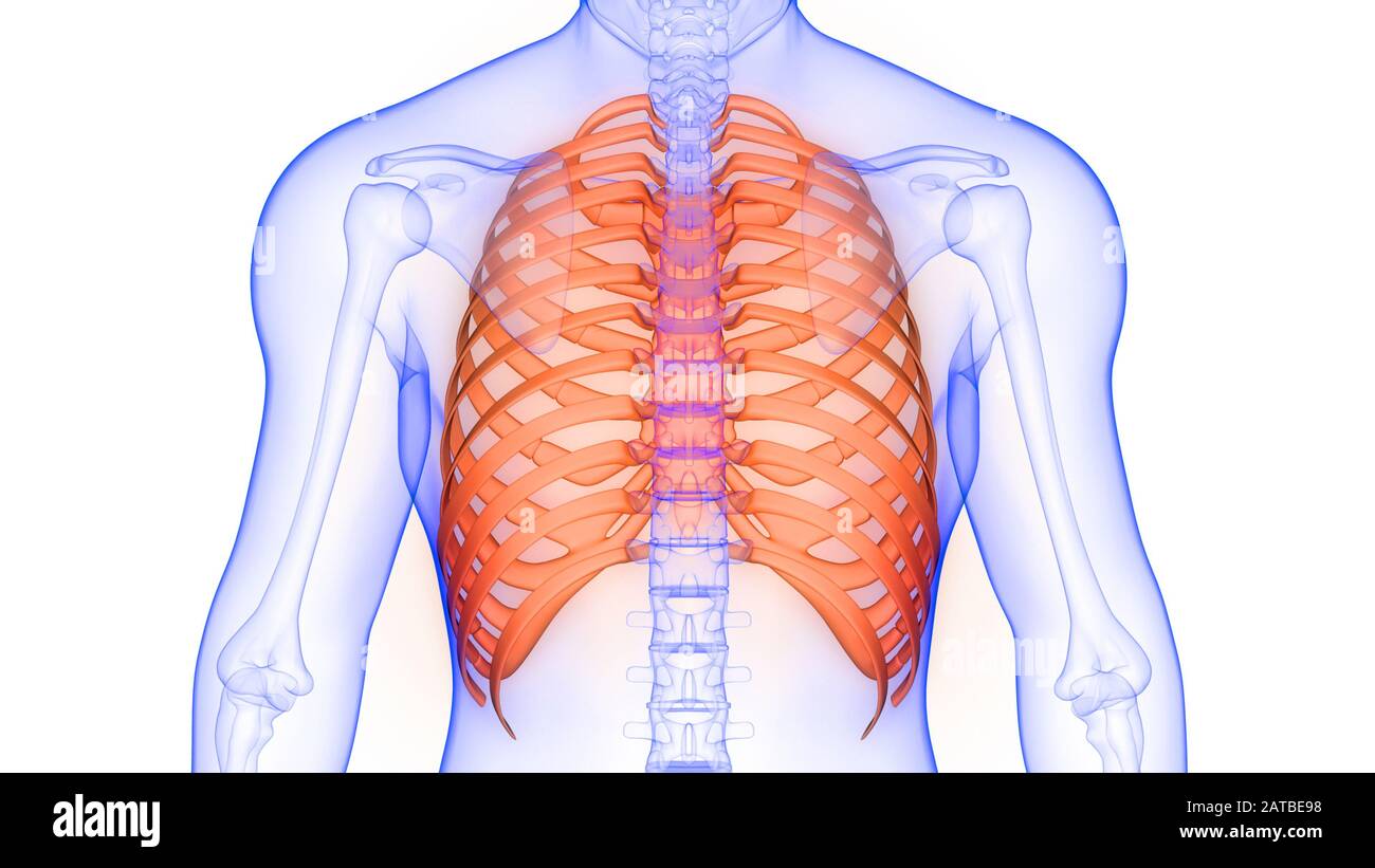 Cage thoracique d'anatomie du système de squelette humain Banque D'Images