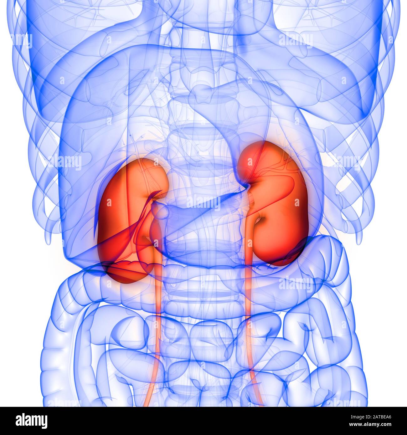 Organes internes humains système urinaire Anatomy rendu 3d Banque D'Images