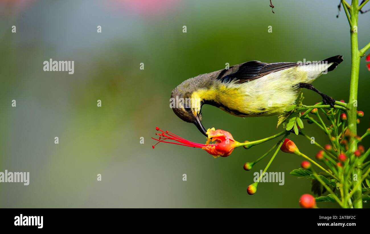 Violet rumed sunbird appréciant le collier de fleur - un oiseau de sous-continent indien Banque D'Images
