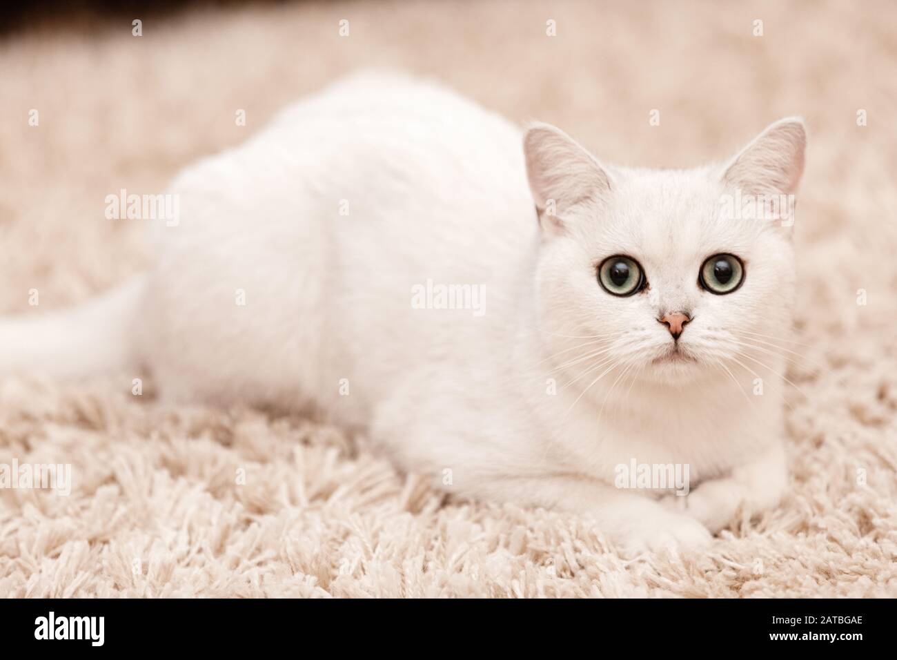 Chat persan blanc aux yeux bleus allongé sur la moquette blanche en fourrure à la maison. Banque D'Images