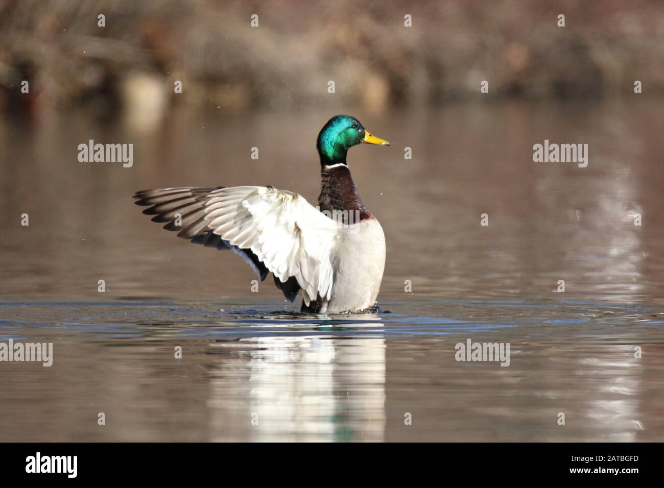 Drake Mallard Duck Anas platyrhynchos qui flassera ses ailes sur un lac en hiver Banque D'Images
