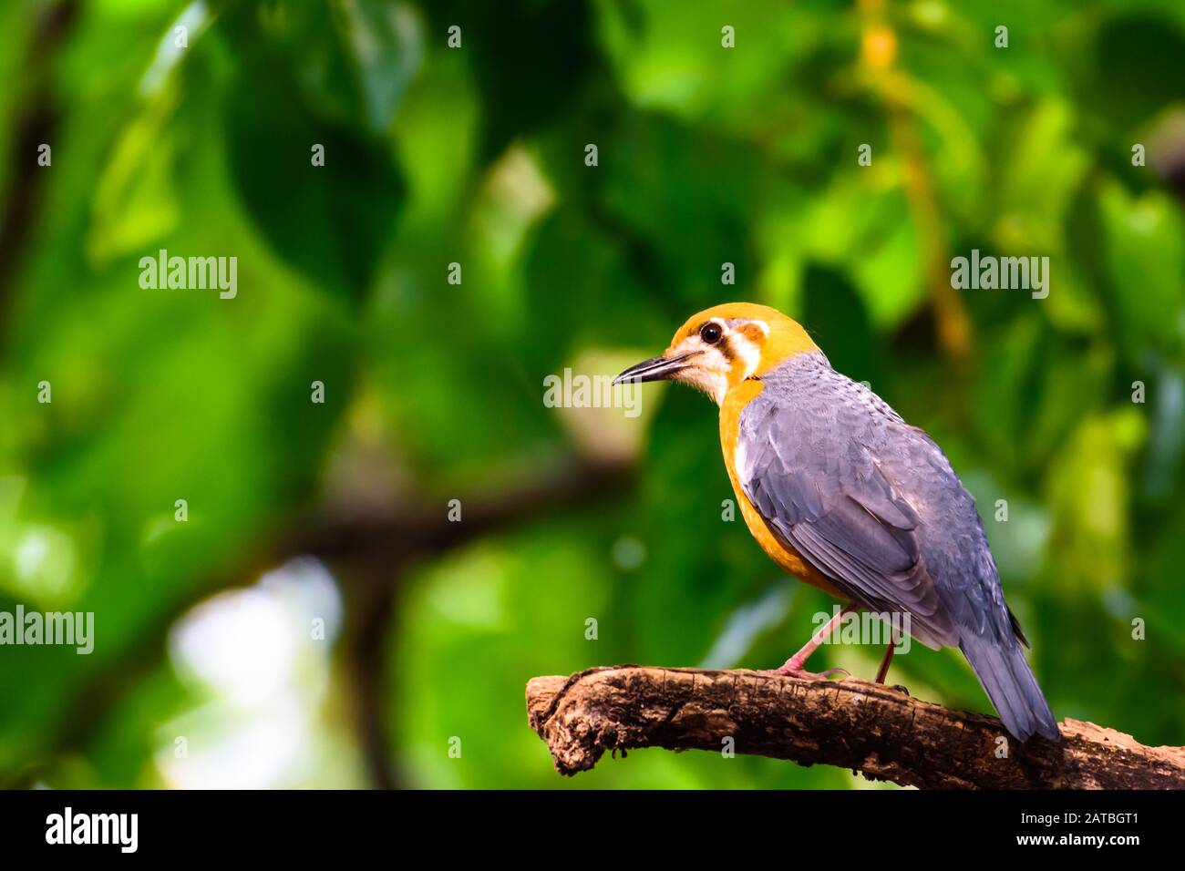 Thrush à tête orange - un oiseau du sous-continent indien Banque D'Images