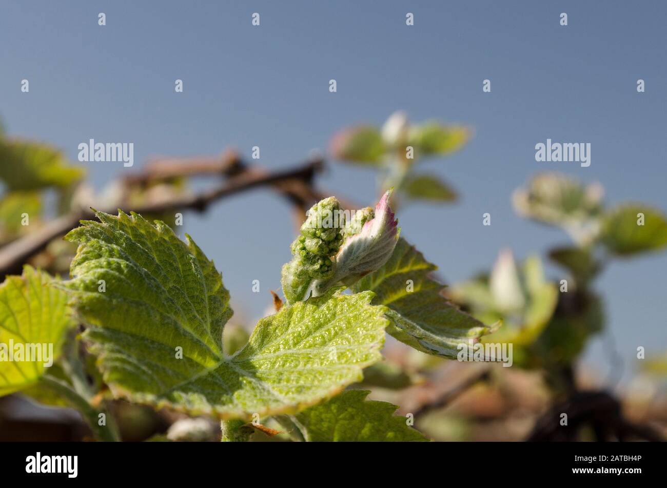 De plus en plus bio raisins dans le nord de la Bulgarie à l'été Banque D'Images