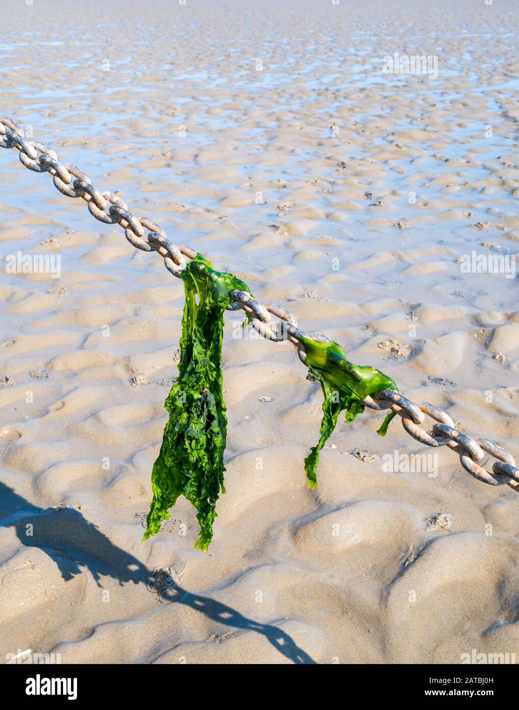 Feuilles de laitue de mer accrochées à la chaîne d'ancrage sur plat de sable à marée basse, Waddensea, Pays-Bas Banque D'Images